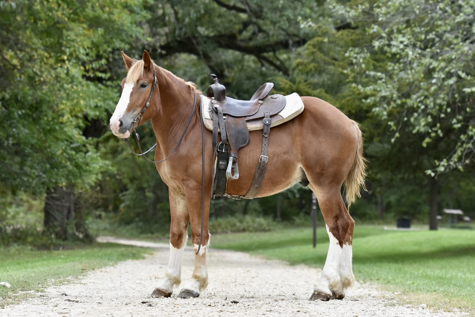 Image for Ocala Horse Sale November 18th - Ocala, Florida