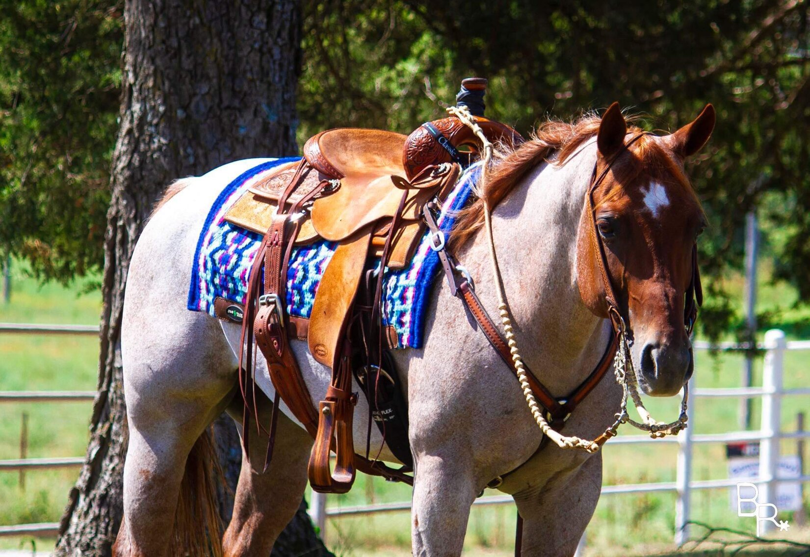 Image for Interstate Regional Stockyards Horse Sale - Cuba, Missouri WEDNESDAY November 15th