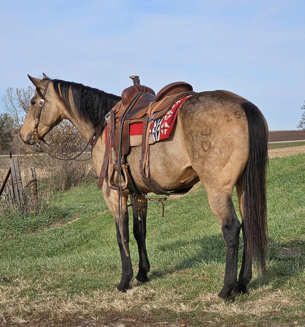 Image for Interstate Regional Stockyards Horse Sale - Cuba, Missouri WEDNESDAY November 15th