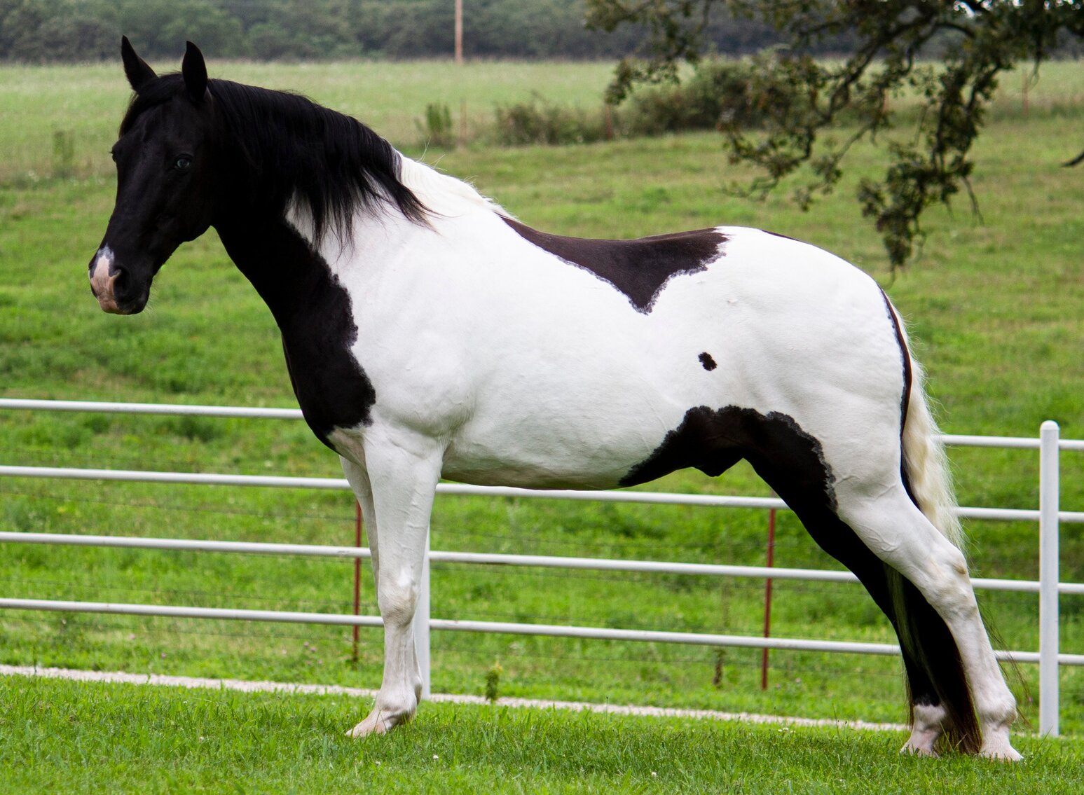 Image for Interstate Regional Stockyards Horse Sale - Cuba, Missouri WEDNESDAY November 15th