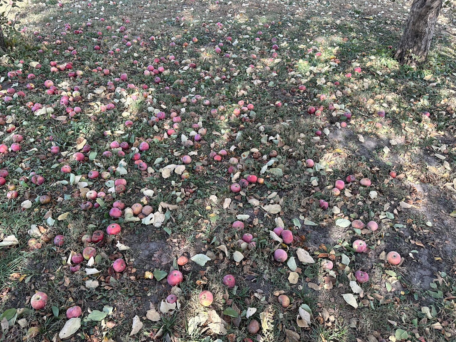 580 Broadway Street, Sterling, NE Real Estate Auction by Burrows Tracts