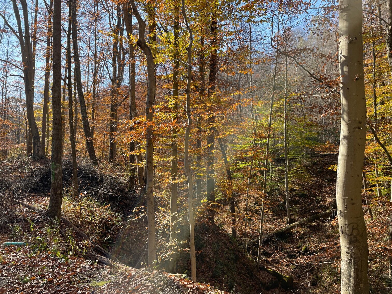 Image for SOLD $68,200 - 80 Wooded Acres in Kanawha County