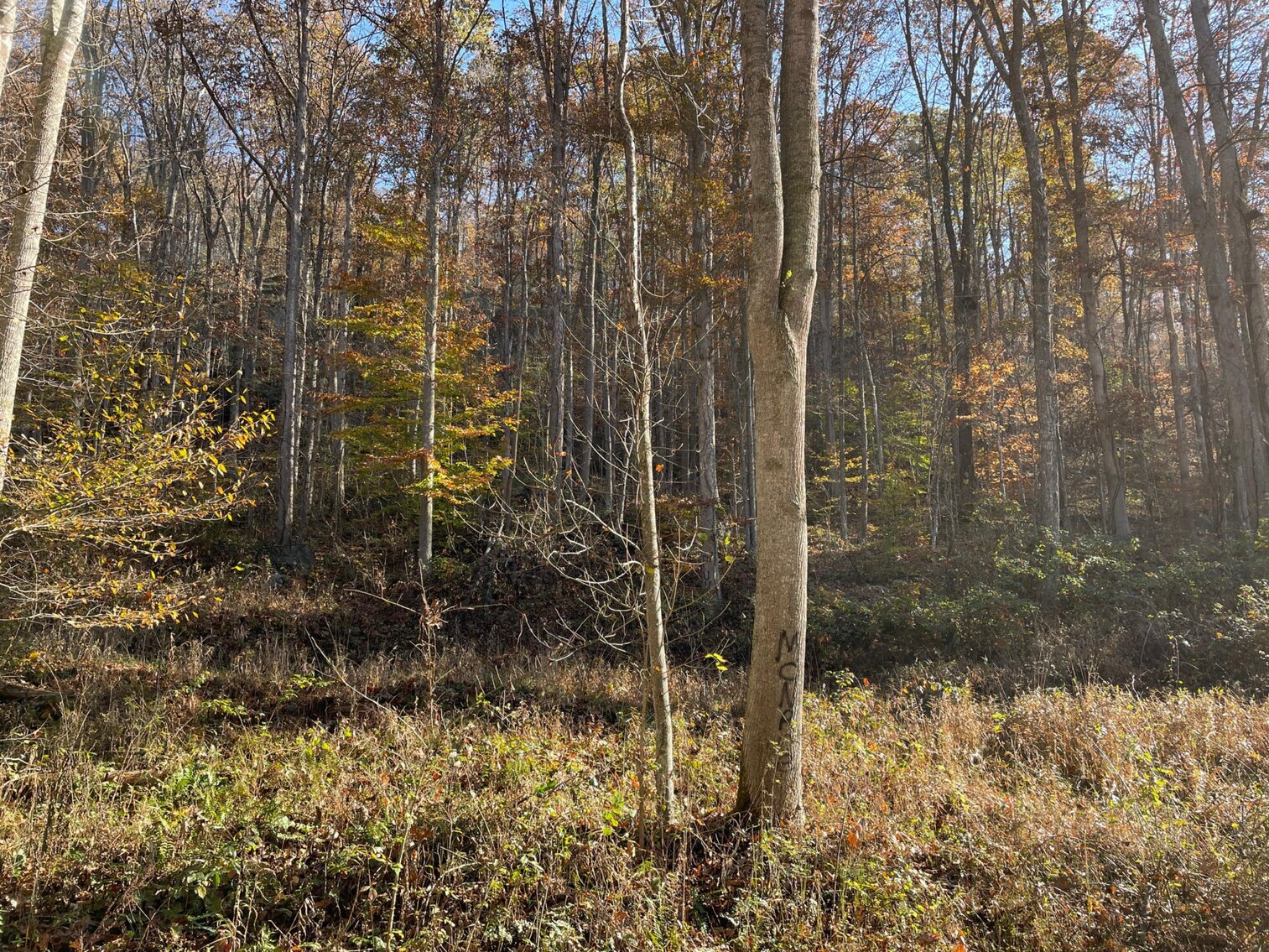 Image for SOLD $68,200 - 80 Wooded Acres in Kanawha County
