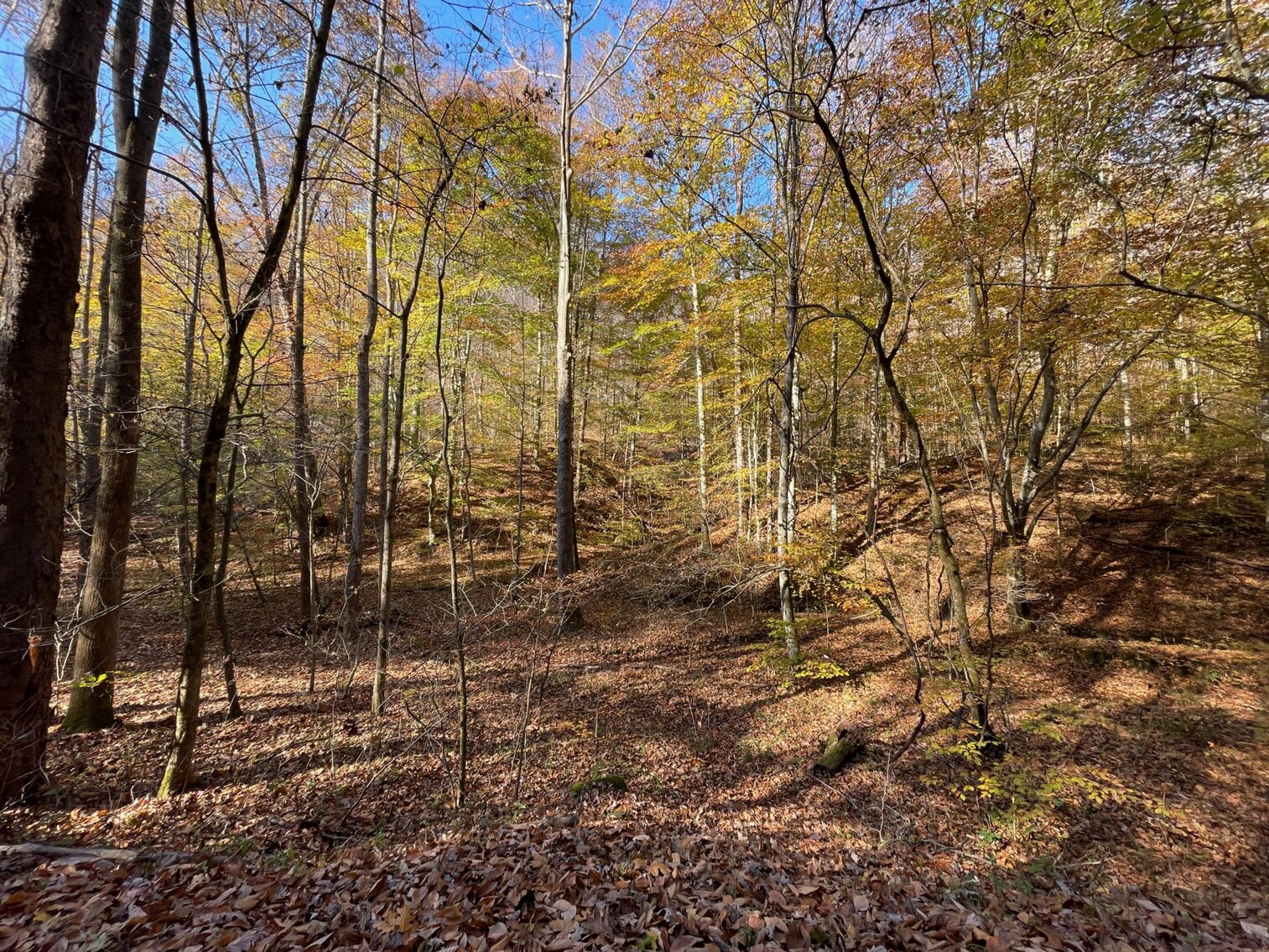Image for SOLD $68,200 - 80 Wooded Acres in Kanawha County
