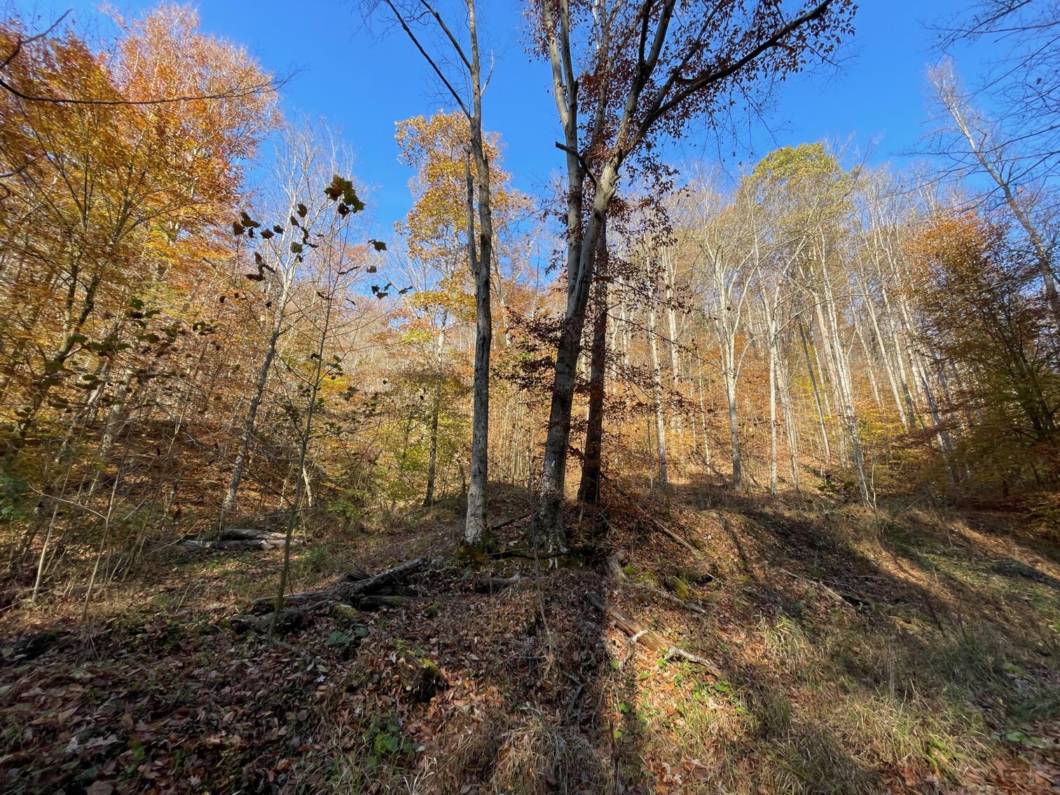 Image for SOLD $68,200 - 80 Wooded Acres in Kanawha County