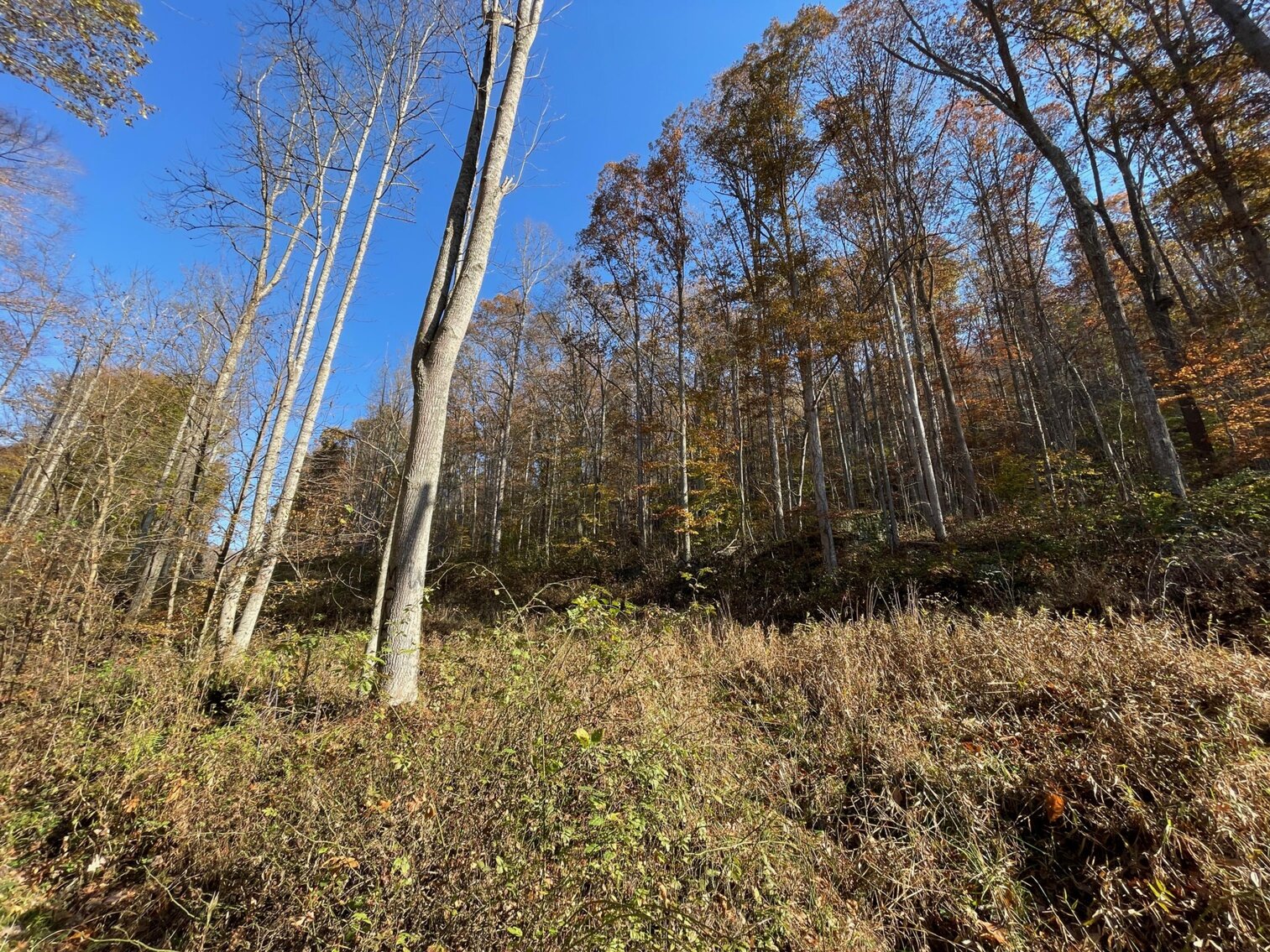 Image for SOLD $68,200 - 80 Wooded Acres in Kanawha County