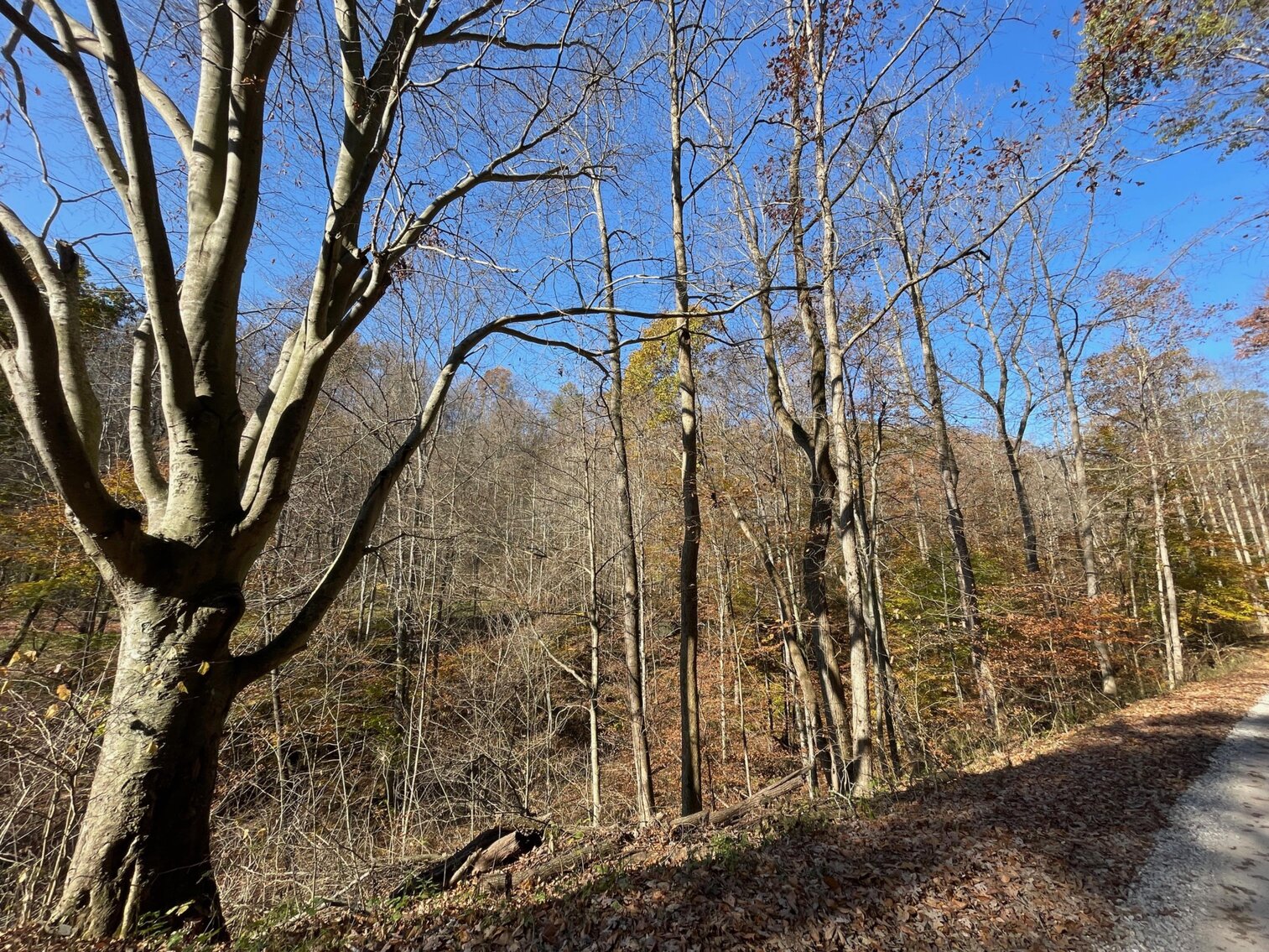 Image for SOLD $68,200 - 80 Wooded Acres in Kanawha County