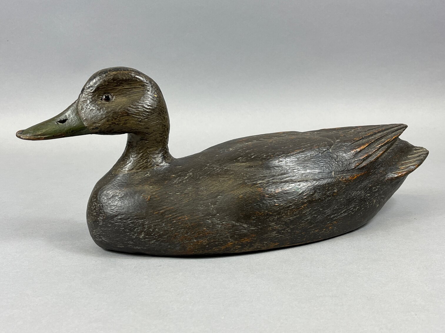 Black Duck from Canada 