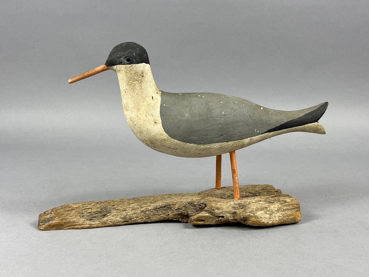 Standing Gull