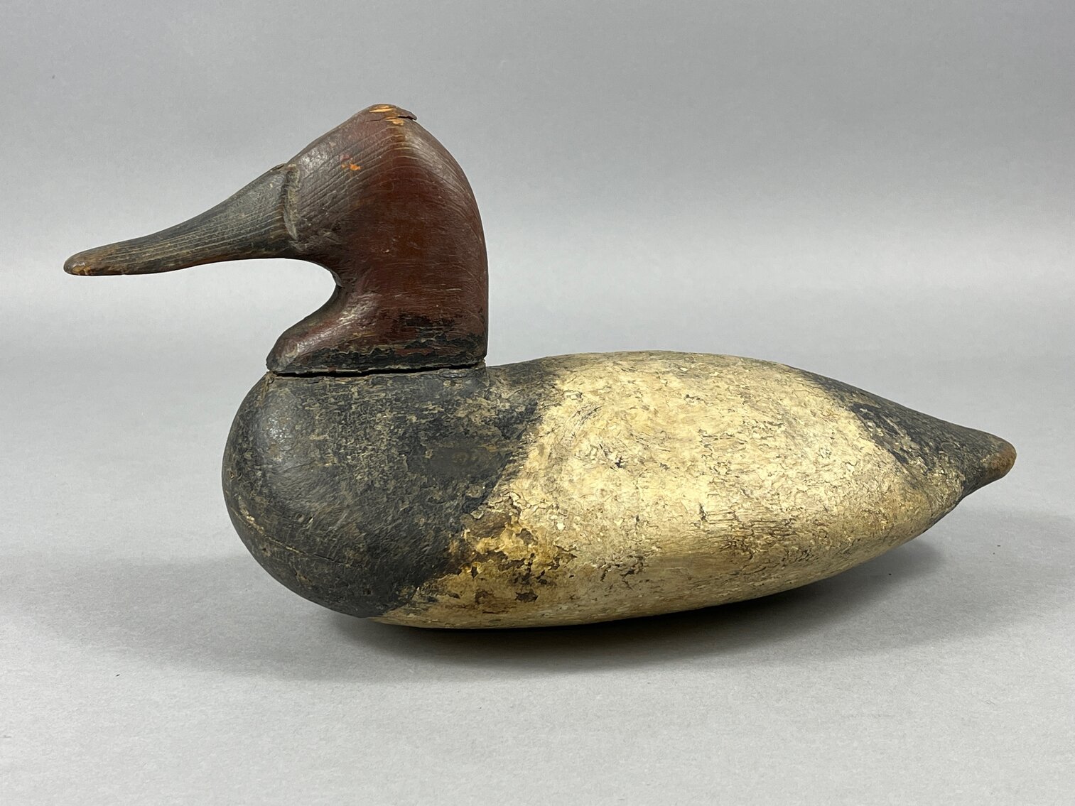 Canvasback from Cecil Co, MD