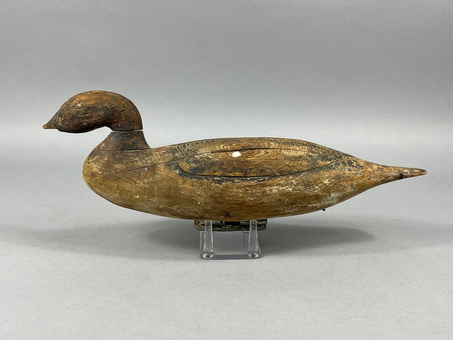 Merganser from NE