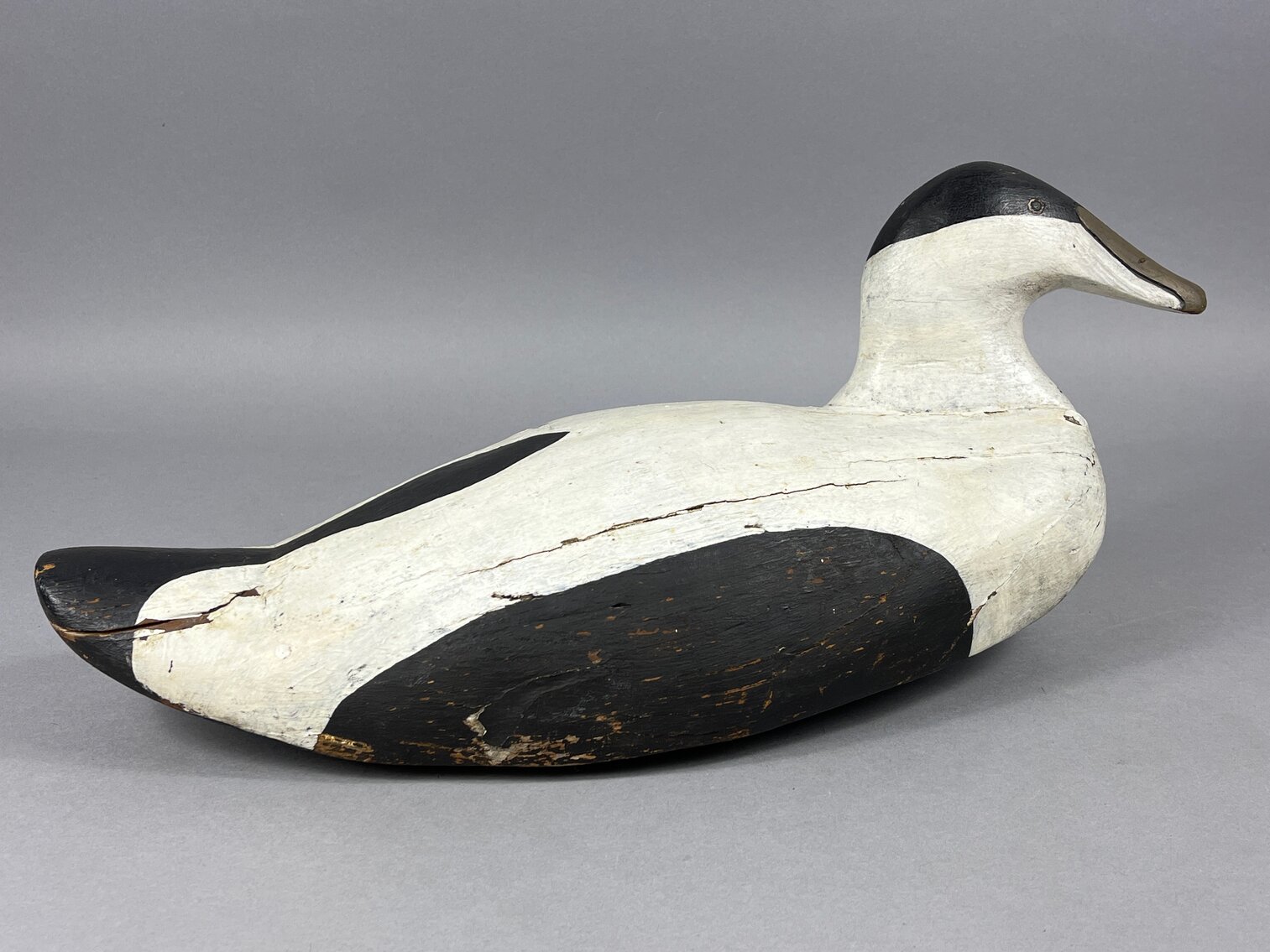 Eider from Maine