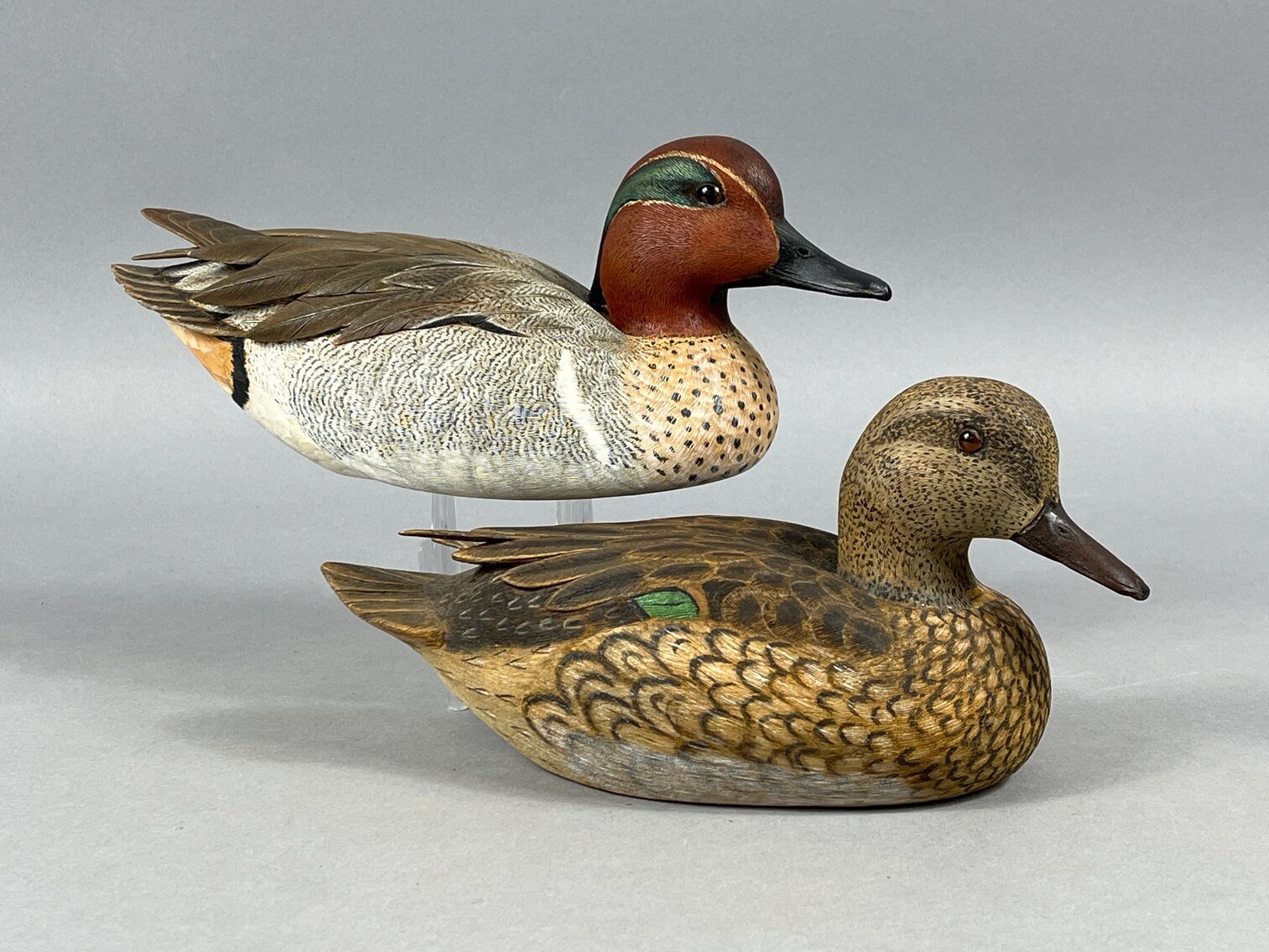 Green Wing Teal