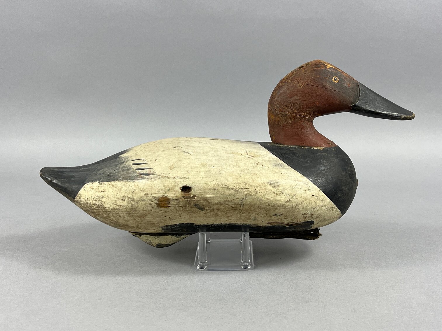 Canvasback by R Madison Mitchell 