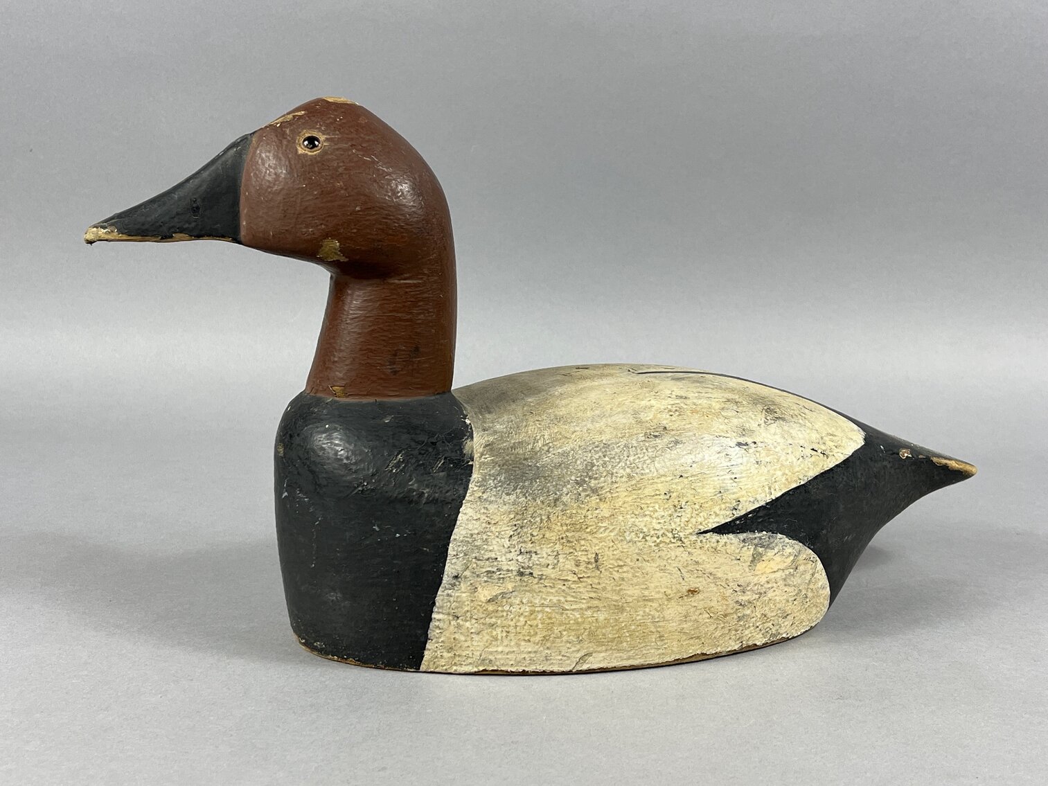 Canvasback from Wisconsin 