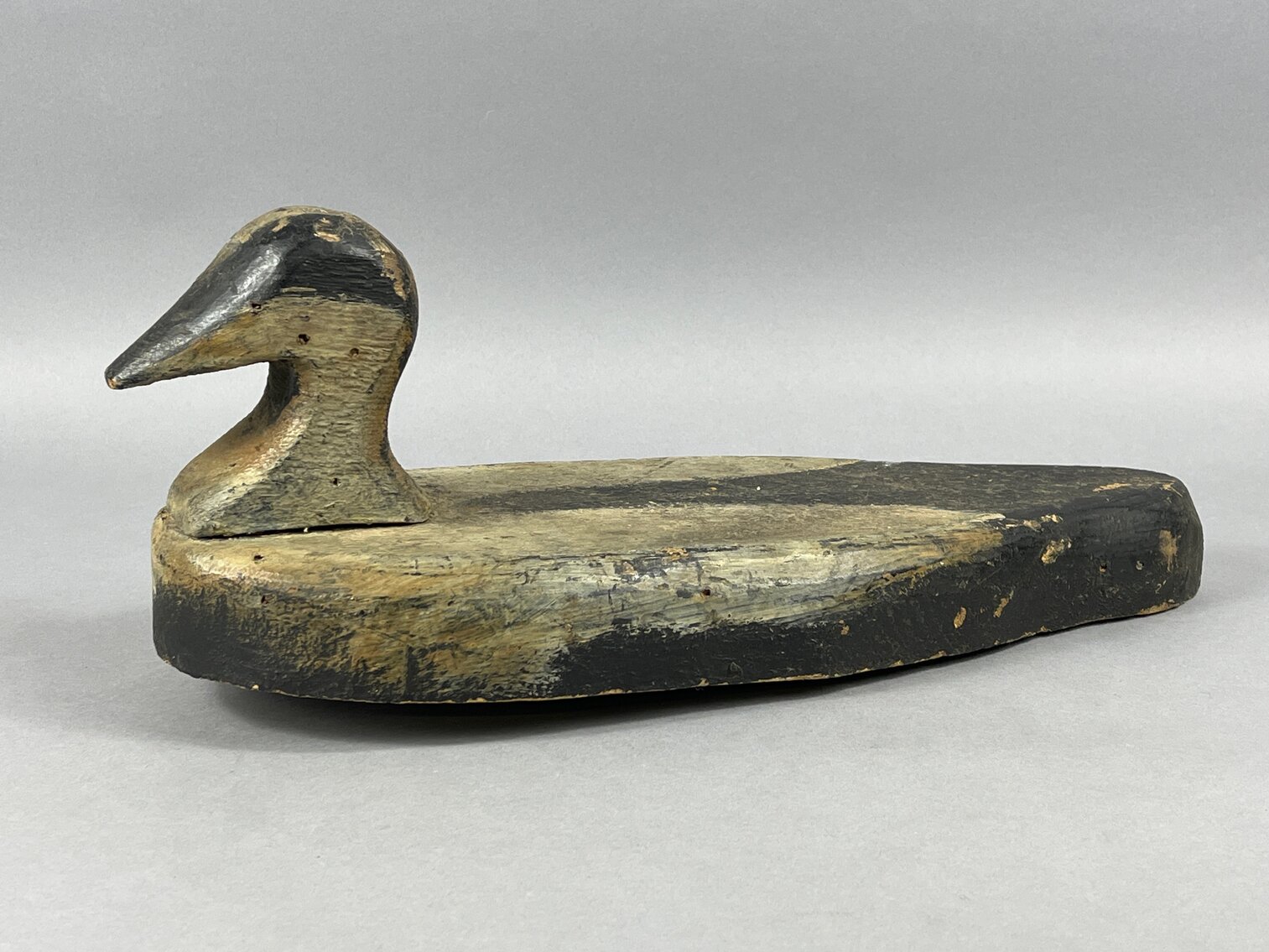 Eider from Maine 