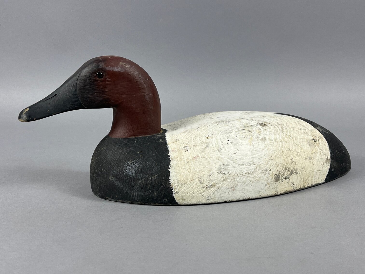 Canvasback from Michigan 