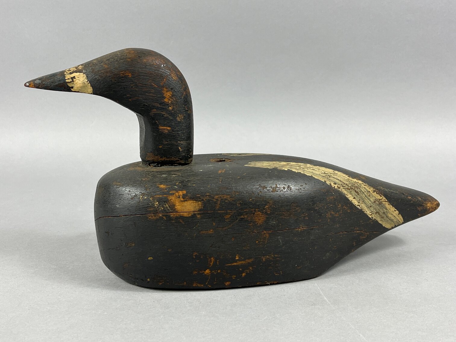 Loon from New England 