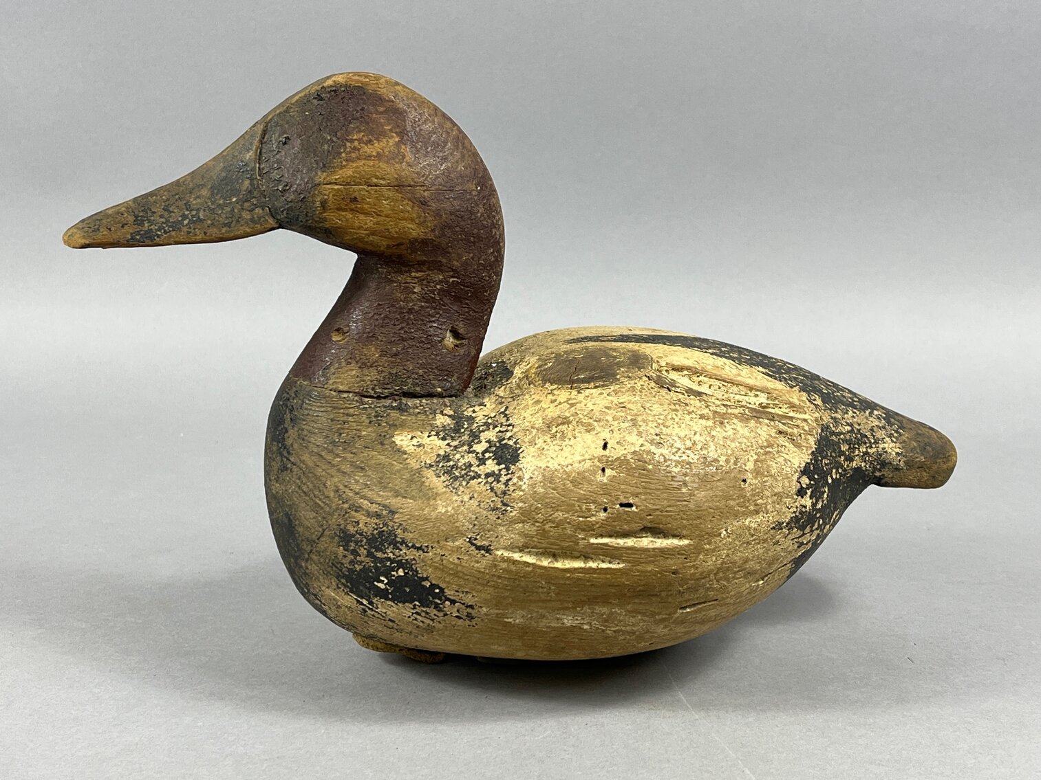 Canvasback by Darwin Lovitt
