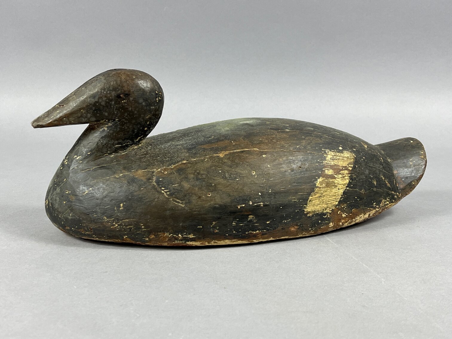 Eider from Maine