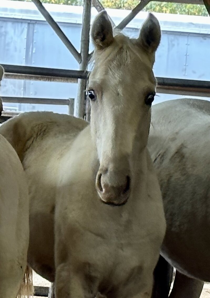 Image for Mize Horse Sale  SATURDAY November 18th