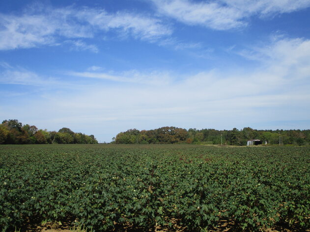 Image for ONLINE AUCTION - 189 Acre Farm in Randolph County, Georgia