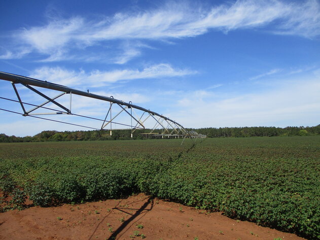 Image for ONLINE AUCTION - 189 Acre Farm in Randolph County, Georgia