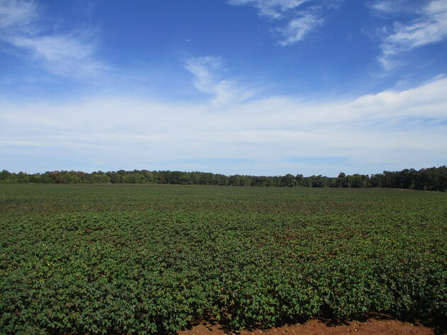 Image for ONLINE AUCTION - 189 Acre Farm in Randolph County, Georgia