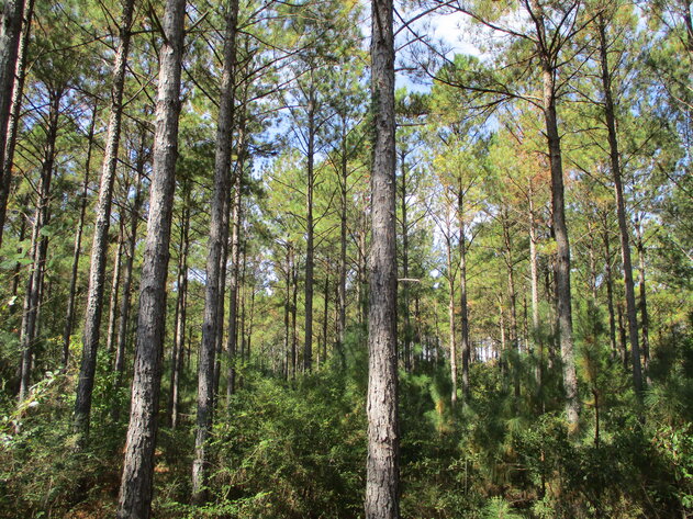 Image for ONLINE AUCTION - 189 Acre Farm in Randolph County, Georgia