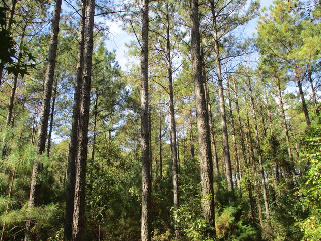 Image for ONLINE AUCTION - 189 Acre Farm in Randolph County, Georgia