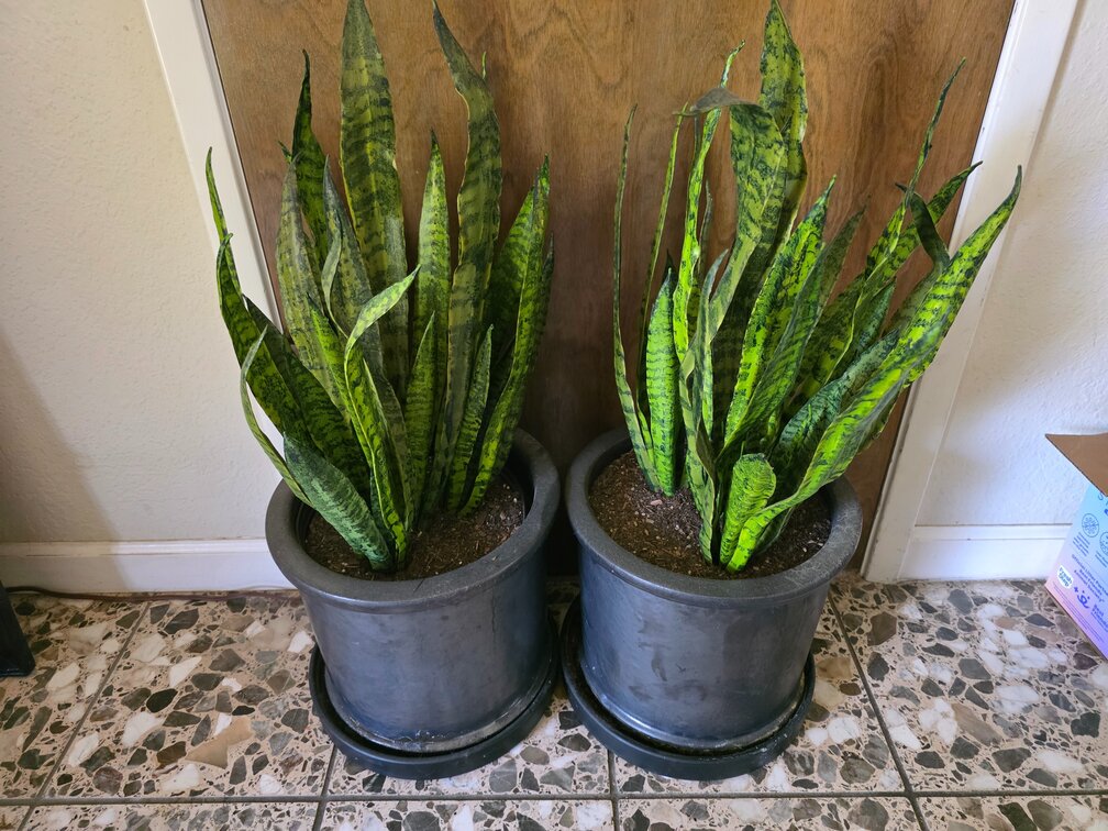Potted Plants 2pc