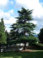 Cedar Tree