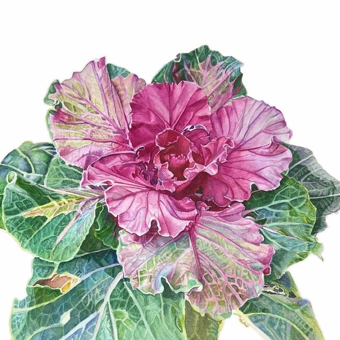 Pink and green cabbage