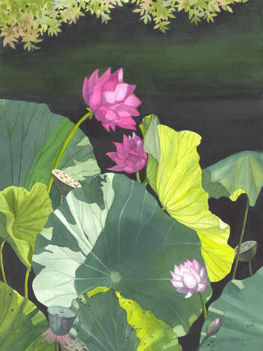 sunlit lotus leaves and flowers