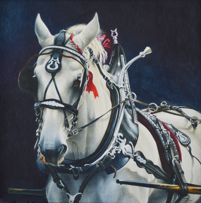 White percheron draft horse in fancy black show harness