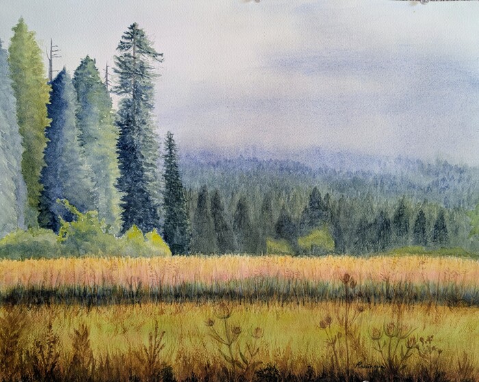 The redwoods and meadows at Prairie Creek State and National Park are magical and mystical.