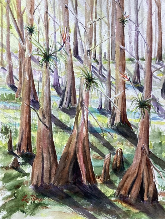 morning light filters through Cypress Slough in Florida. The trees have air ferns in them and some of the ferns are blooming.