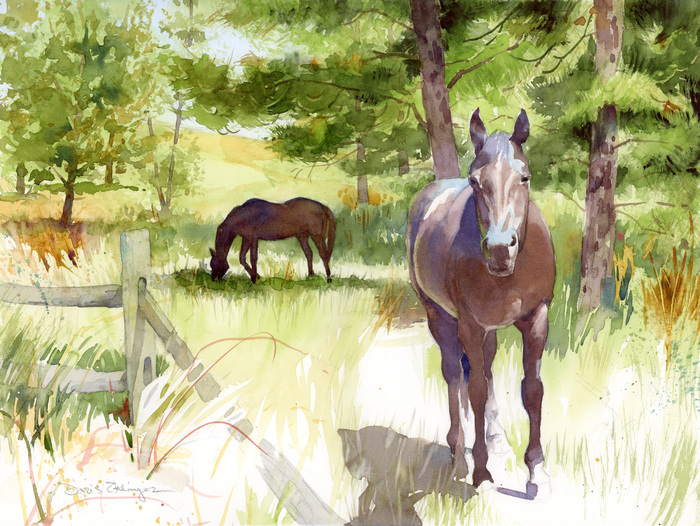 A horse stands in strong sunlight looking at the viewer. A second horse is in the shade of pine trees, in the middle ground.