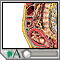Herramientas interactivas del desarrollo fetal