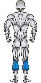 calf raises sets and reps