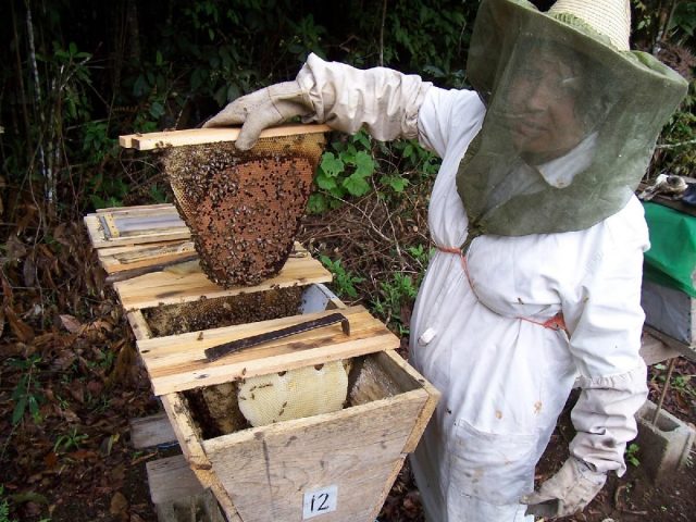Repunte en producción de miel orgánica
