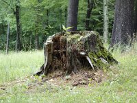 MISC_2208.JPG