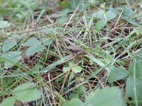 MISC_2227.JPG