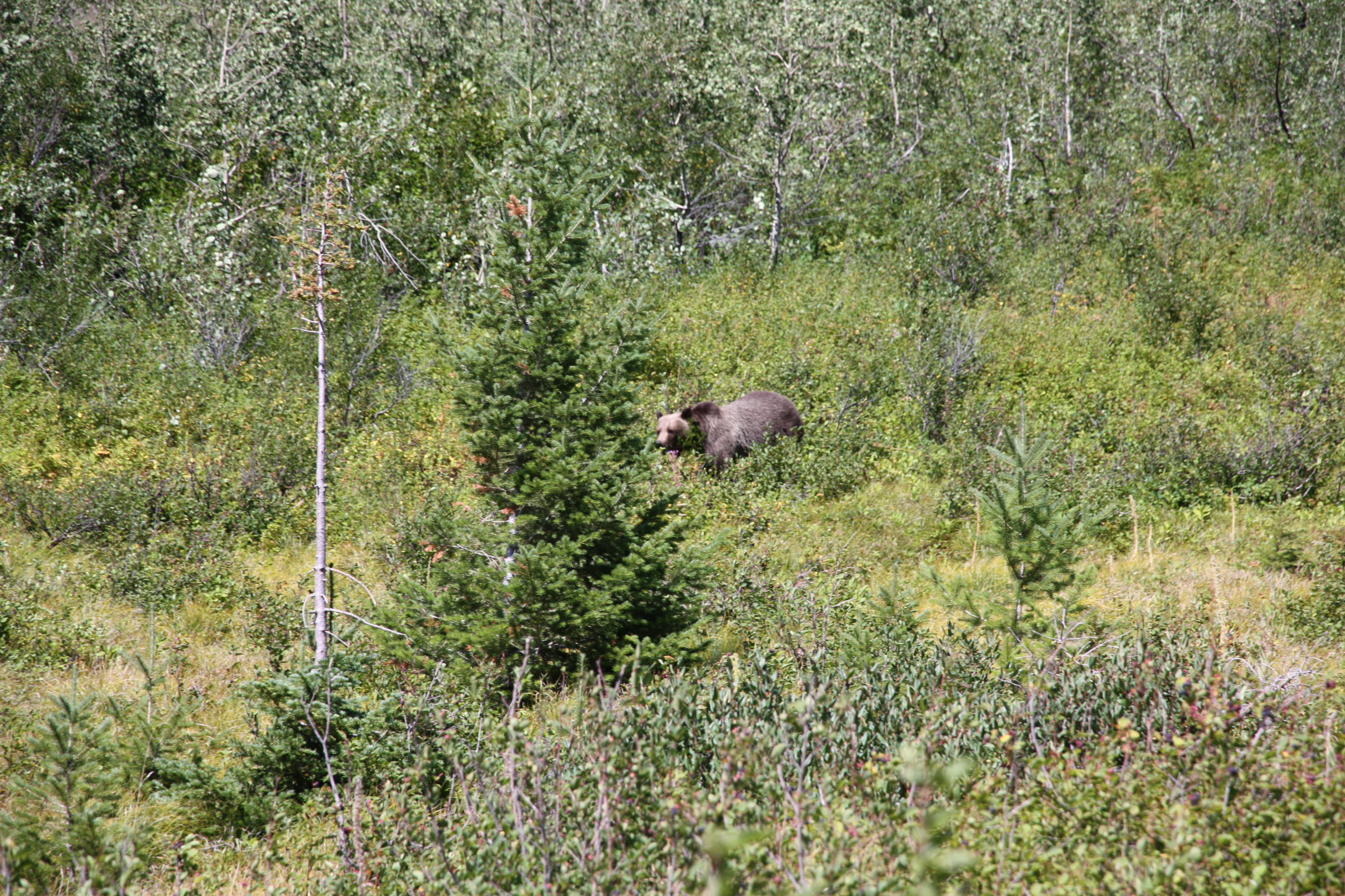 03_GrizzlyBear_IMG_8271