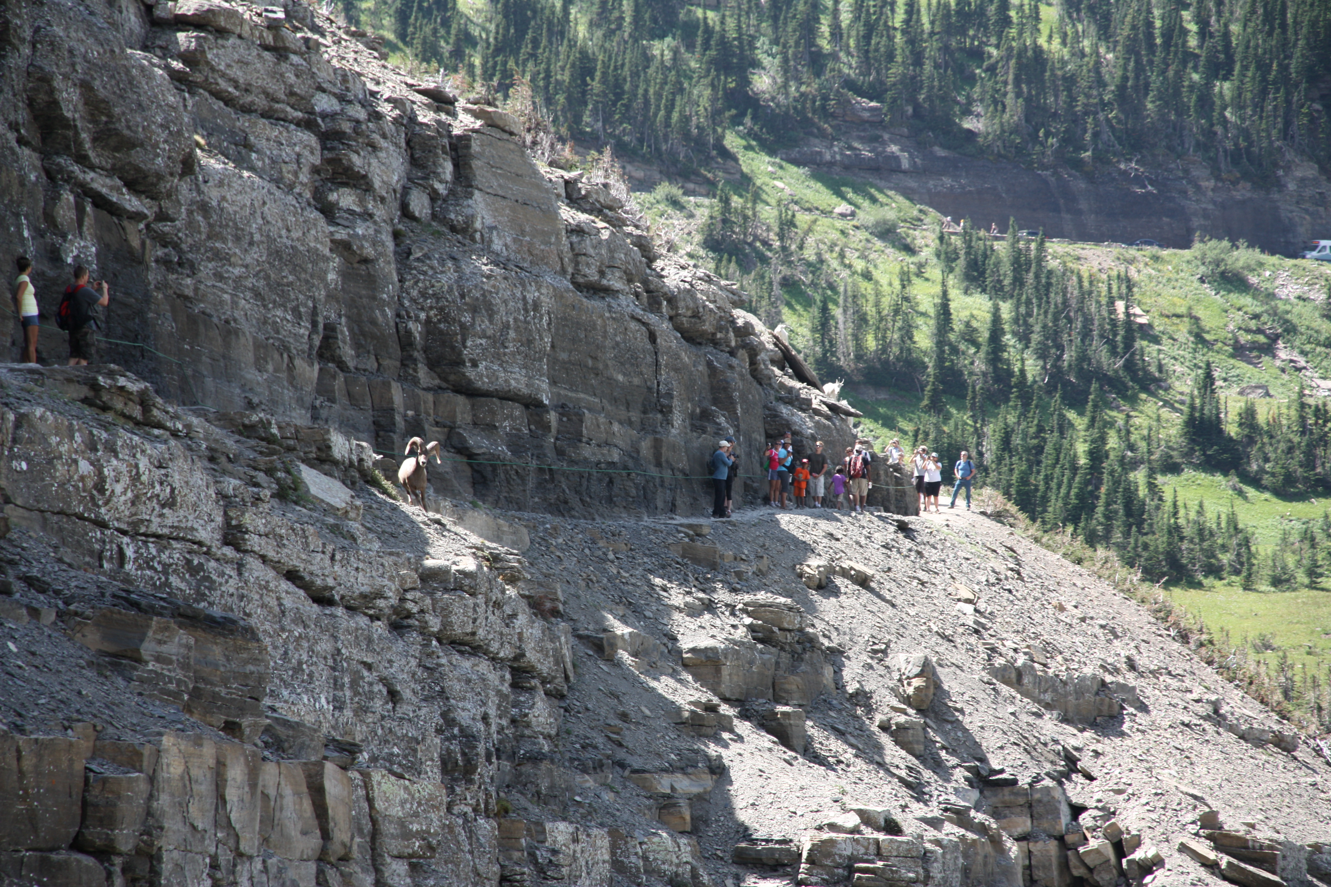 Bighorn sheep ram charging down the narrow Highline Trail and frightening hikers near Logan Pass.