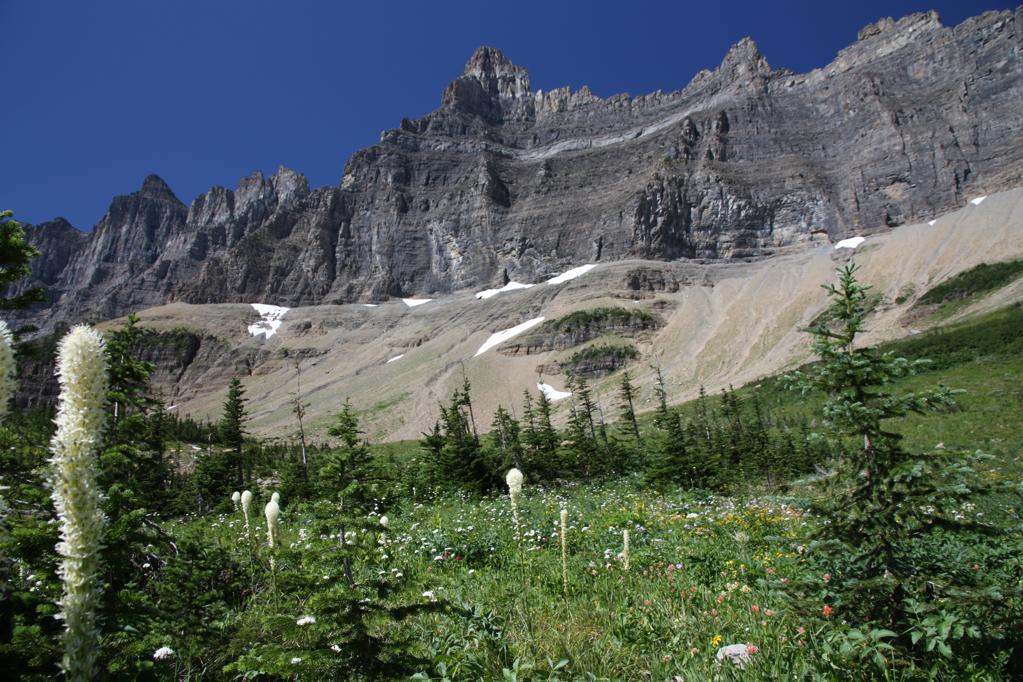 Beargrass and the incredible mountain views along the Iceberg Lake Trail.