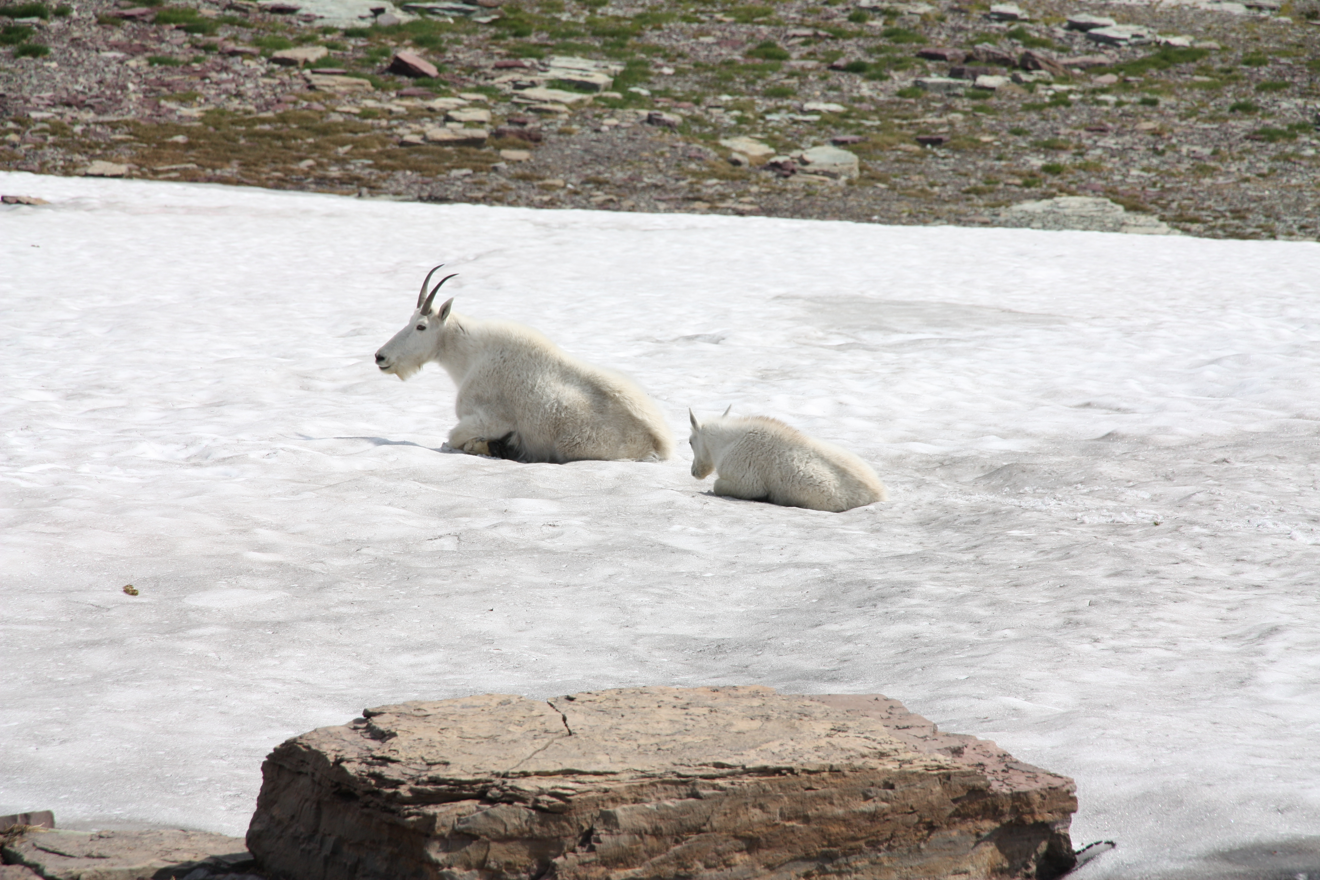 Mountain goats in the snow above the Logan Pass Visitor Center.