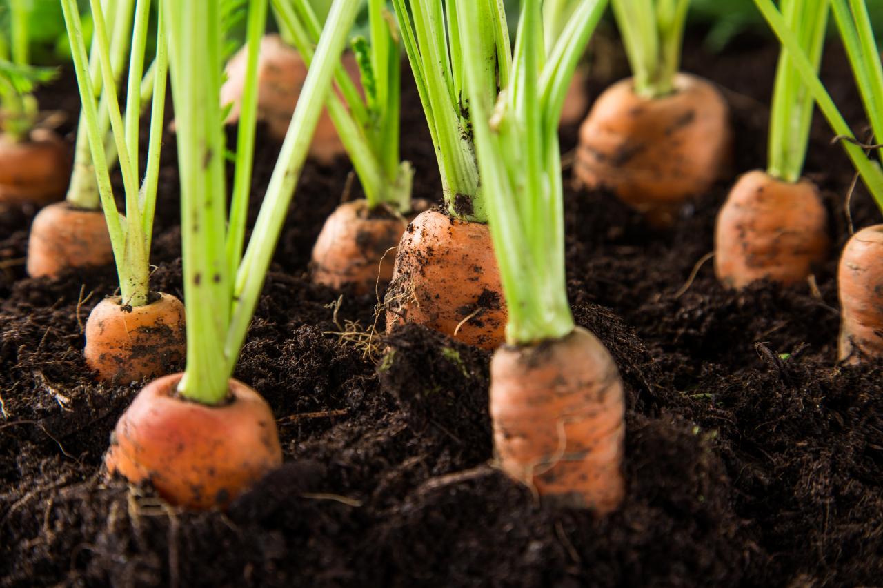 Carrots in dirt 