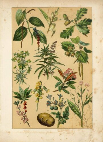 Botanical Drawings
