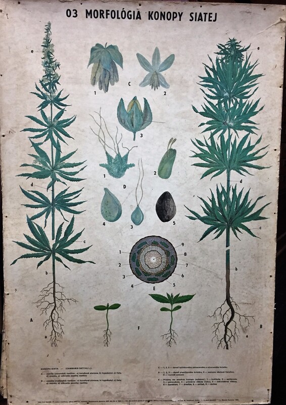 Botanical Drawings